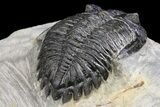 Bargain, Detailed Hollardops Trilobite - Visible Eye Facets #154325-4